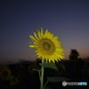 向日葵は夕日に向かわず・・・