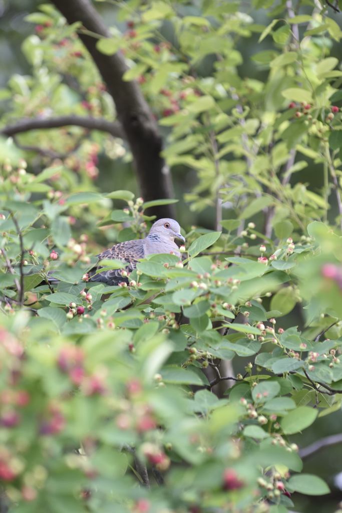 鳩が実を食ってパ・・・