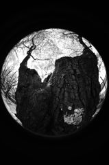 ウッキッキー・ウキ・・・・