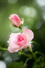 襟巻トカゲちっくな薔薇さん・・・・・