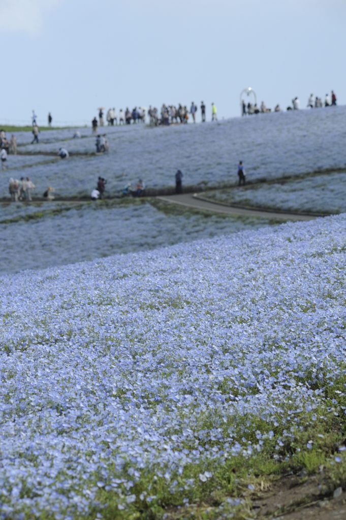 ないだねもふぃら