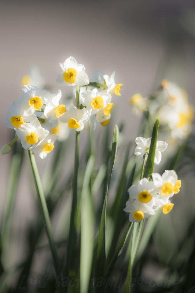 おいしい韮には花が・・・・・