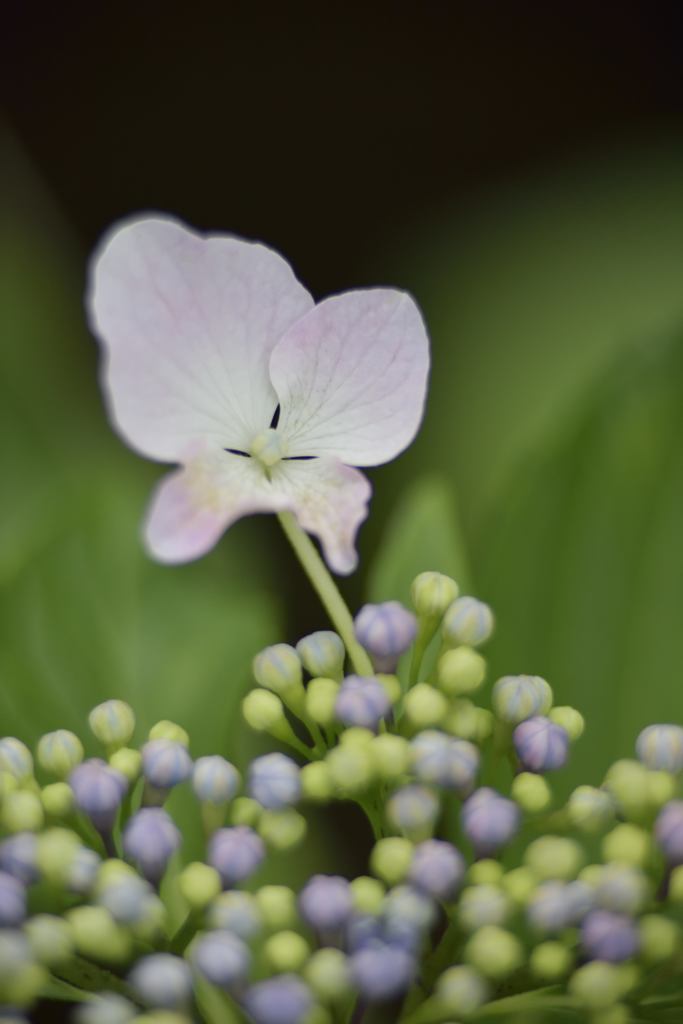 紫陽花な砂糖菓子でも・・・