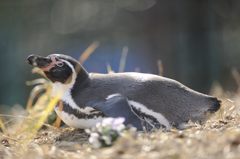 ねぇ・・・これでパタパタすれば・・・・