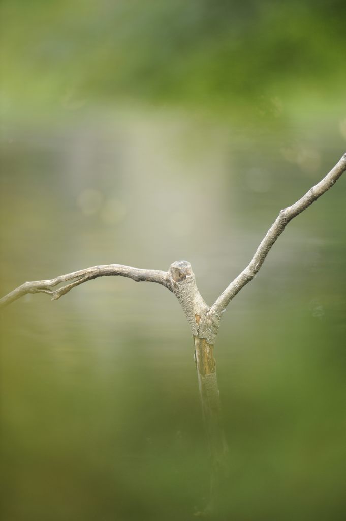あおいとりをさがしに・・・・・