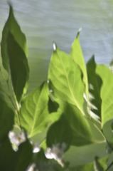 揺らぎの葉