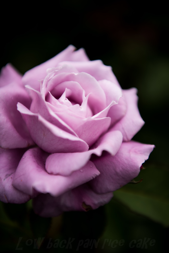 苦手な花でひたすら練習・・・・・