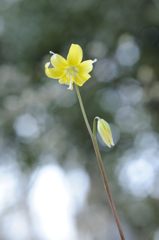 リベンジしたい！カタクリの里