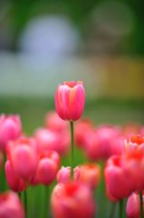 Tulipa