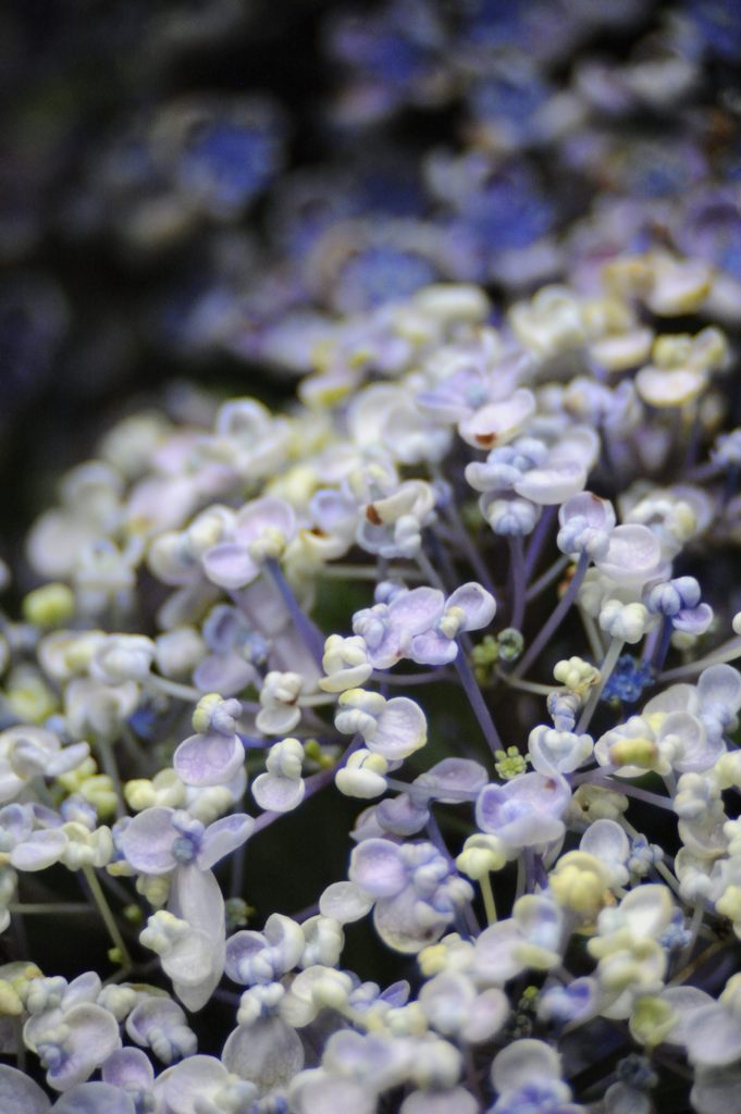 人　生　初　紫　陽　花～