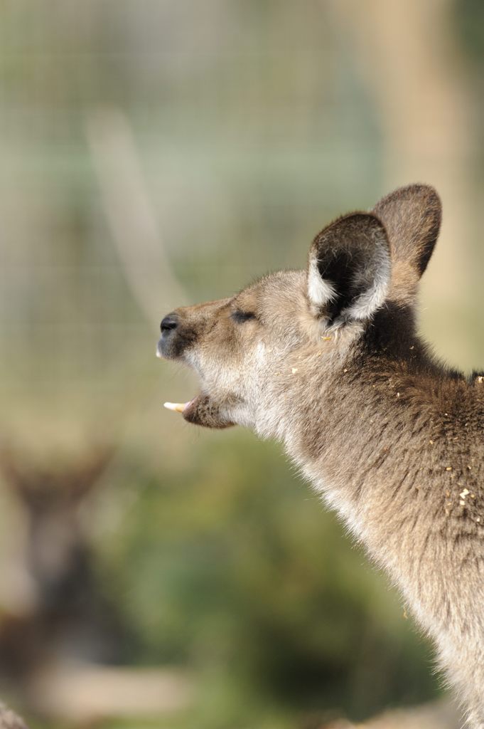 カンガルーの歯は長い