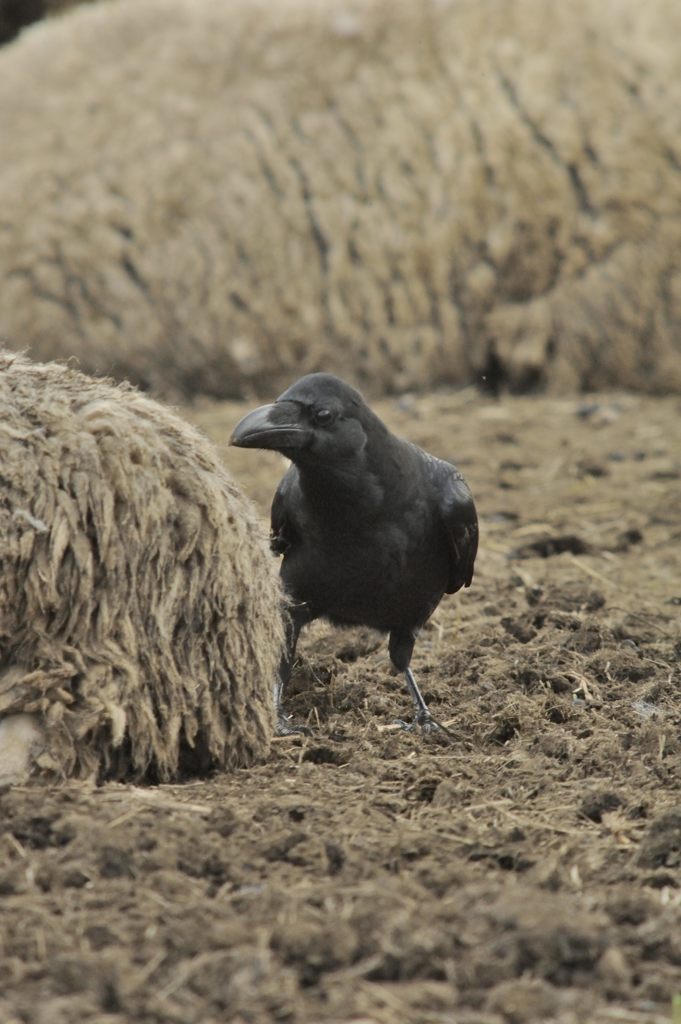 カラスの悪戯