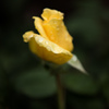 苦手な薔薇・・・水滴＋