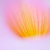 Fleur.