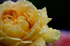 Rainy rose.