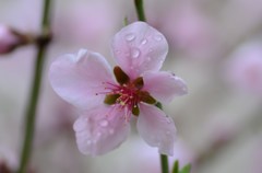 しっとり桃の花
