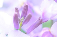 花の香りに癒されて。。。