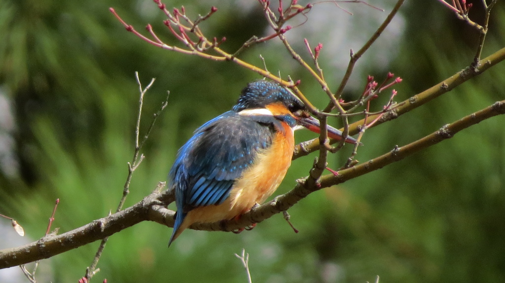 カワセミ女の子
