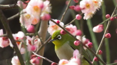 梅の香りに包まれて