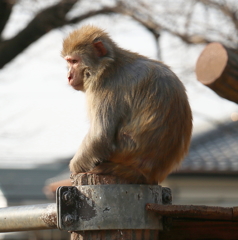 お猿さん