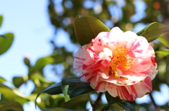 榴ヶ岡公園　散歩　☺︎