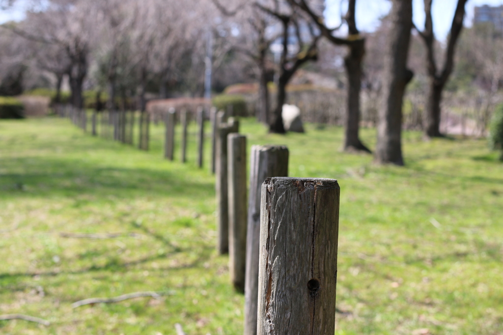 榴ヶ岡公園　散歩　☺︎