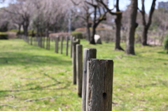 榴ヶ岡公園　散歩　☺︎