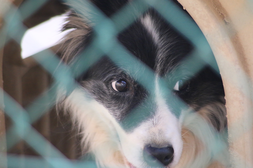 愛犬と父親☻