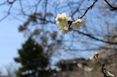 榴ヶ岡公園　散歩　☺︎