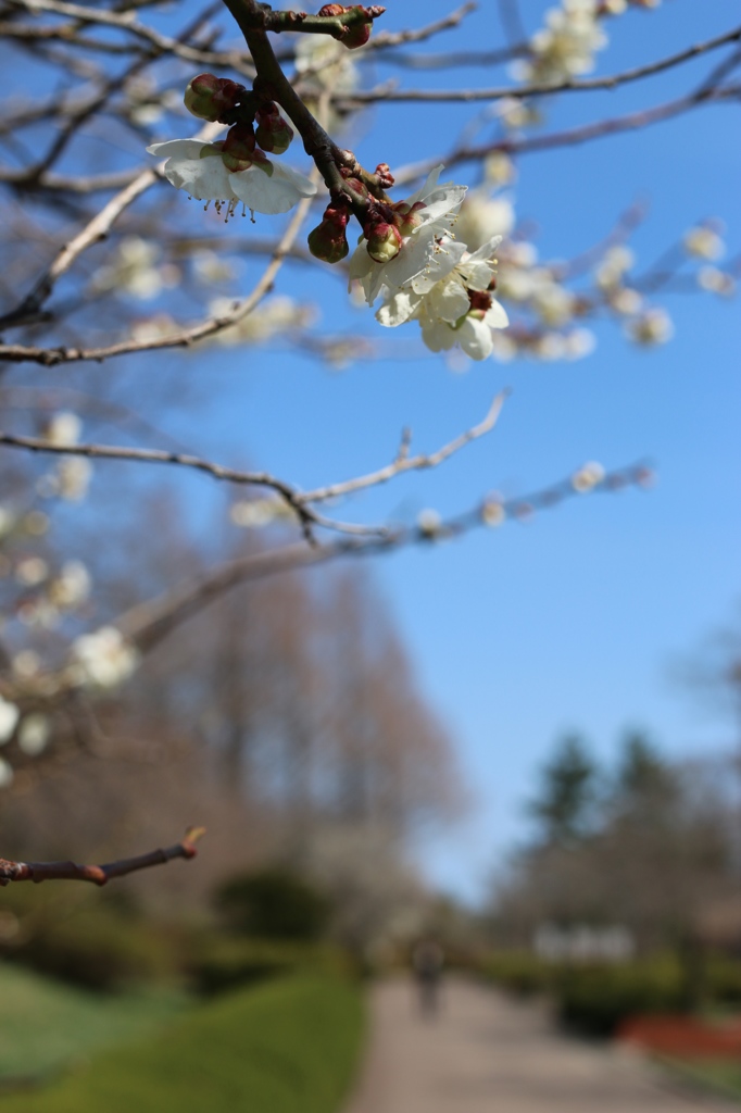 榴ヶ岡公園　散歩　☺︎
