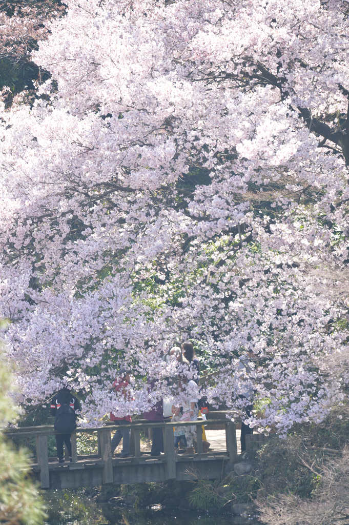桜に染まる