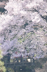 桜に染まる