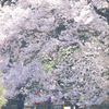 桜に染まる