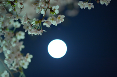 月明かり