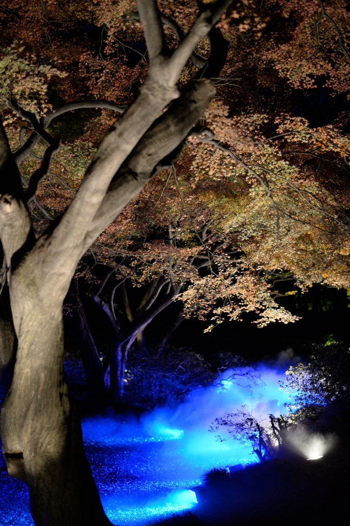 六義園ライトアップ