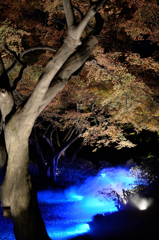 六義園ライトアップ