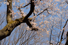 花ひらく
