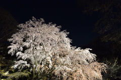 六義園の枝垂れ桜ライトアップ