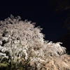 六義園の枝垂れ桜ライトアップ