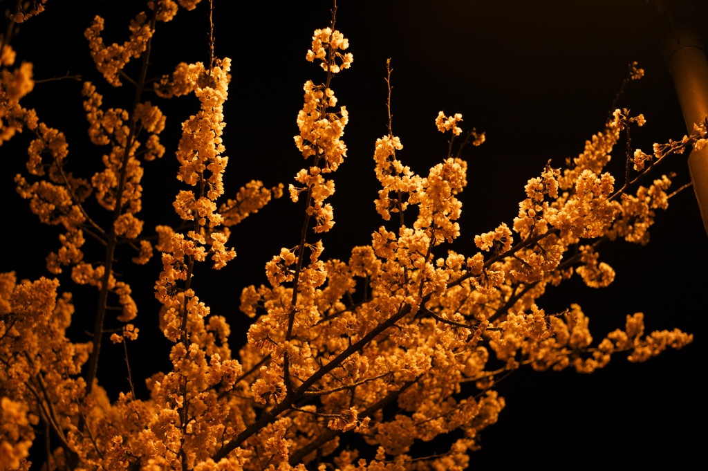 DSC_0152