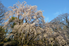 六義園の枝垂れ桜