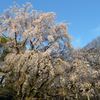 六義園の枝垂れ桜