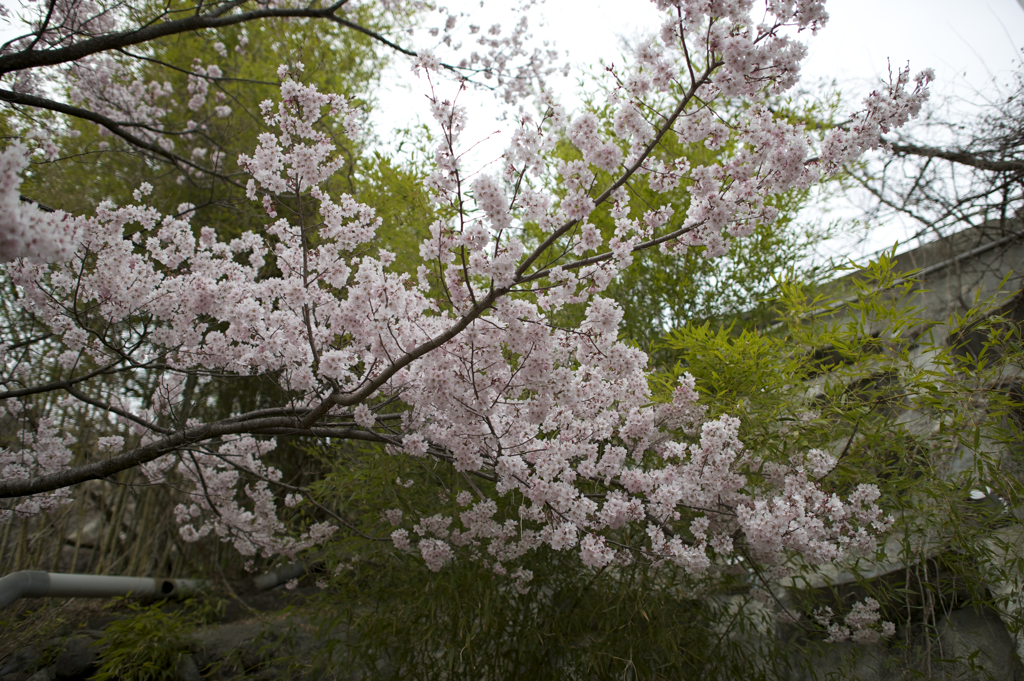 高遠の桜