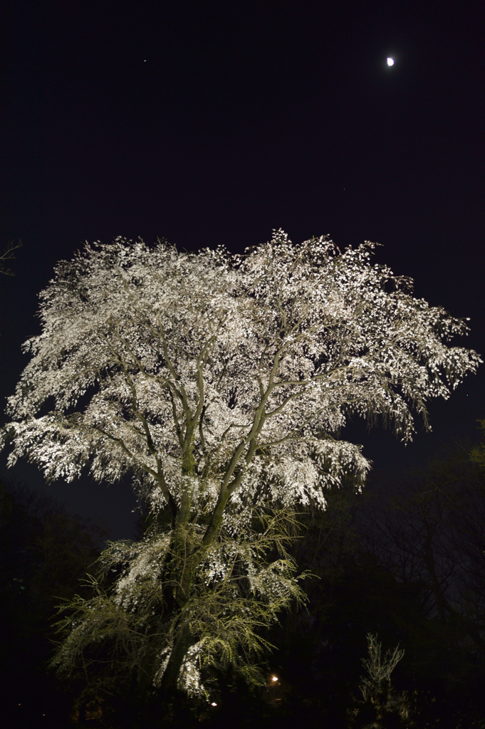 月と桜