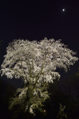 月と桜