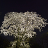 月と桜