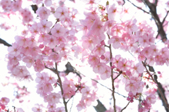 春爛漫
