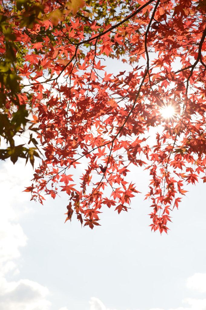 紅葉の木漏れ日