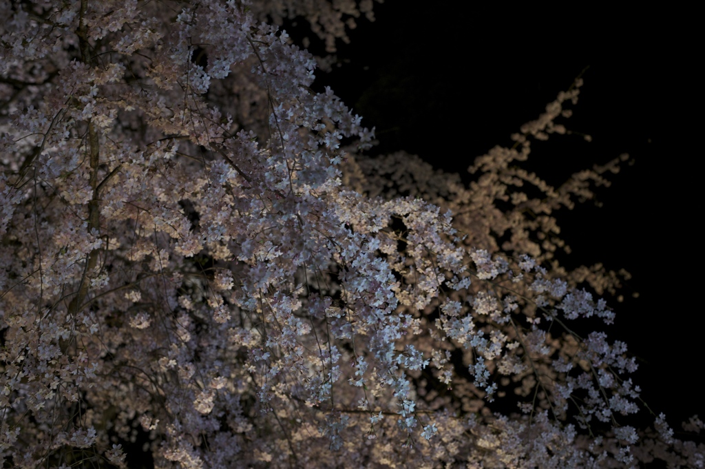 DSC_0353