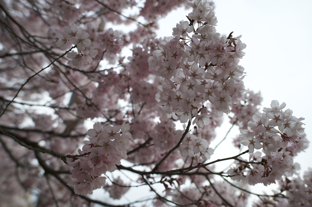 高遠の桜